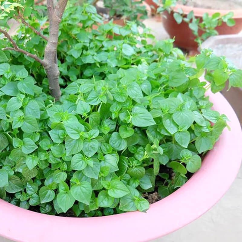 Hạt giống rau càng cua xanh giòn