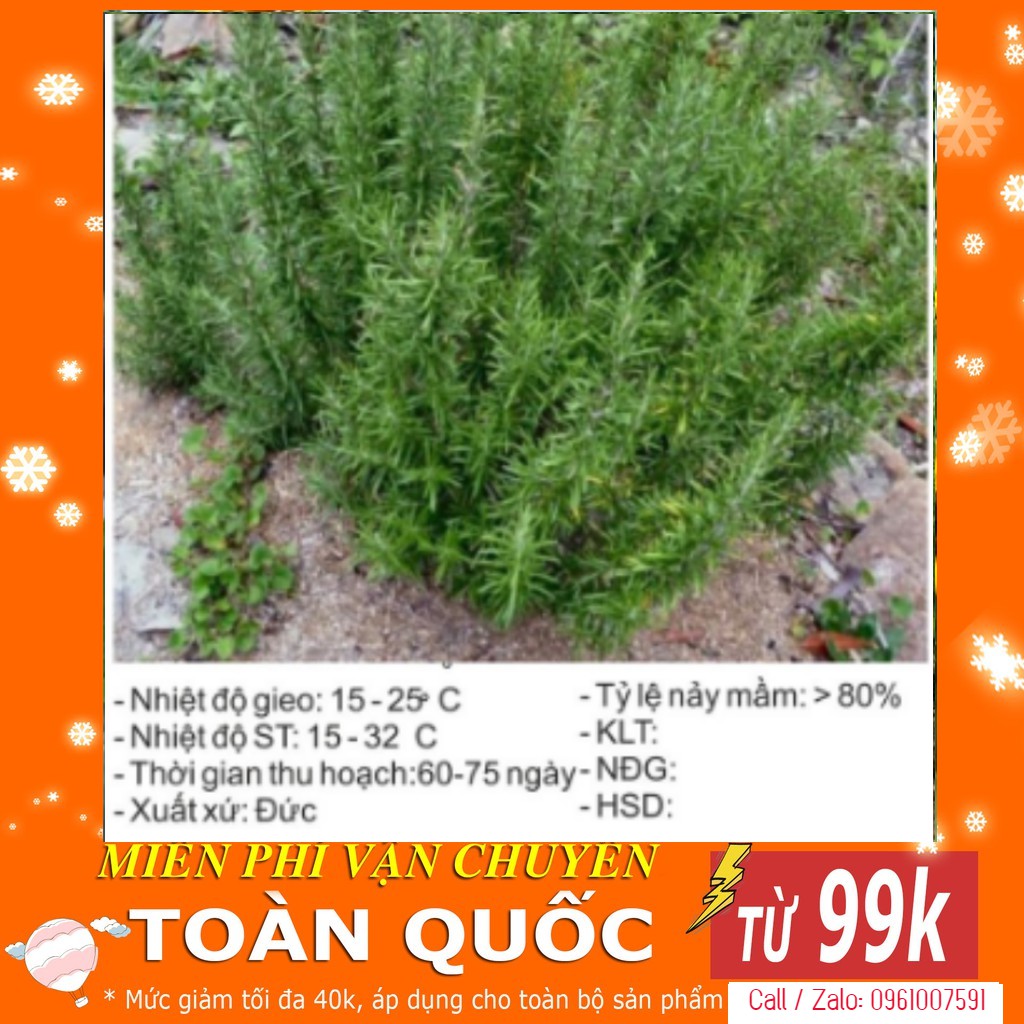 [TOP] Hạt Giống Hương Thảo - 20 Hạt [ Tặng Kèm 1 Viên Nén Xơ Dừa ]