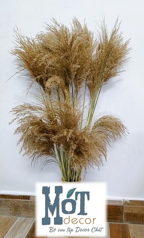 [HCM][ẢNH THẬT] COMBO 10 CÂY Cỏ lau khô mini trang trí cỏ sậy tự nhiên - HÀNG CÓ SẴN