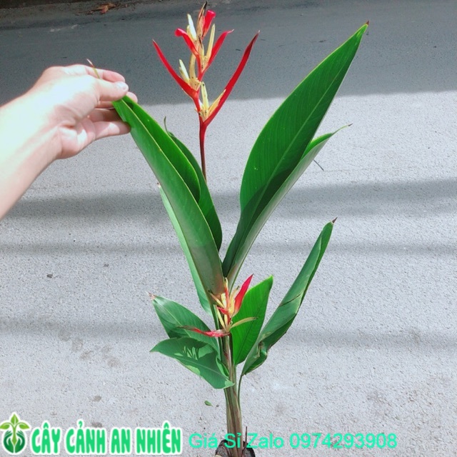 Cây chuối mỏ két