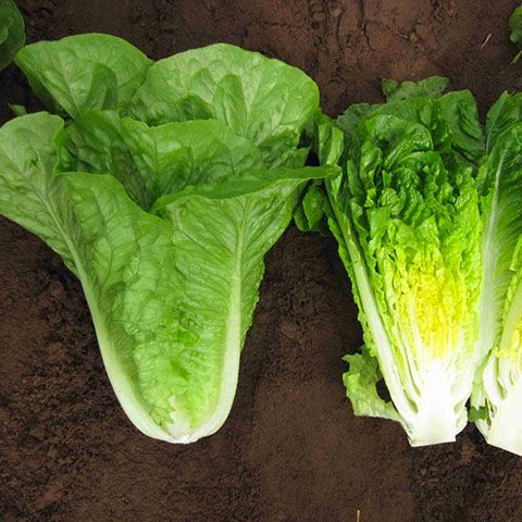 Hạt Giống Xà Lách Romaine