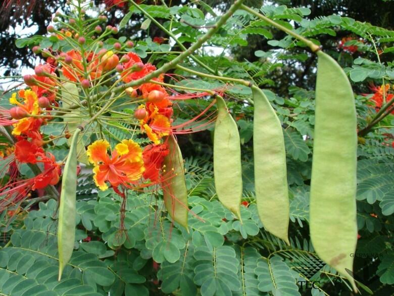 Cây giống cây Điệp Cúng hoa đỏ trồng trong túi ươm, được cố định trong thùng hàng, đảm bảo tươi nguyên