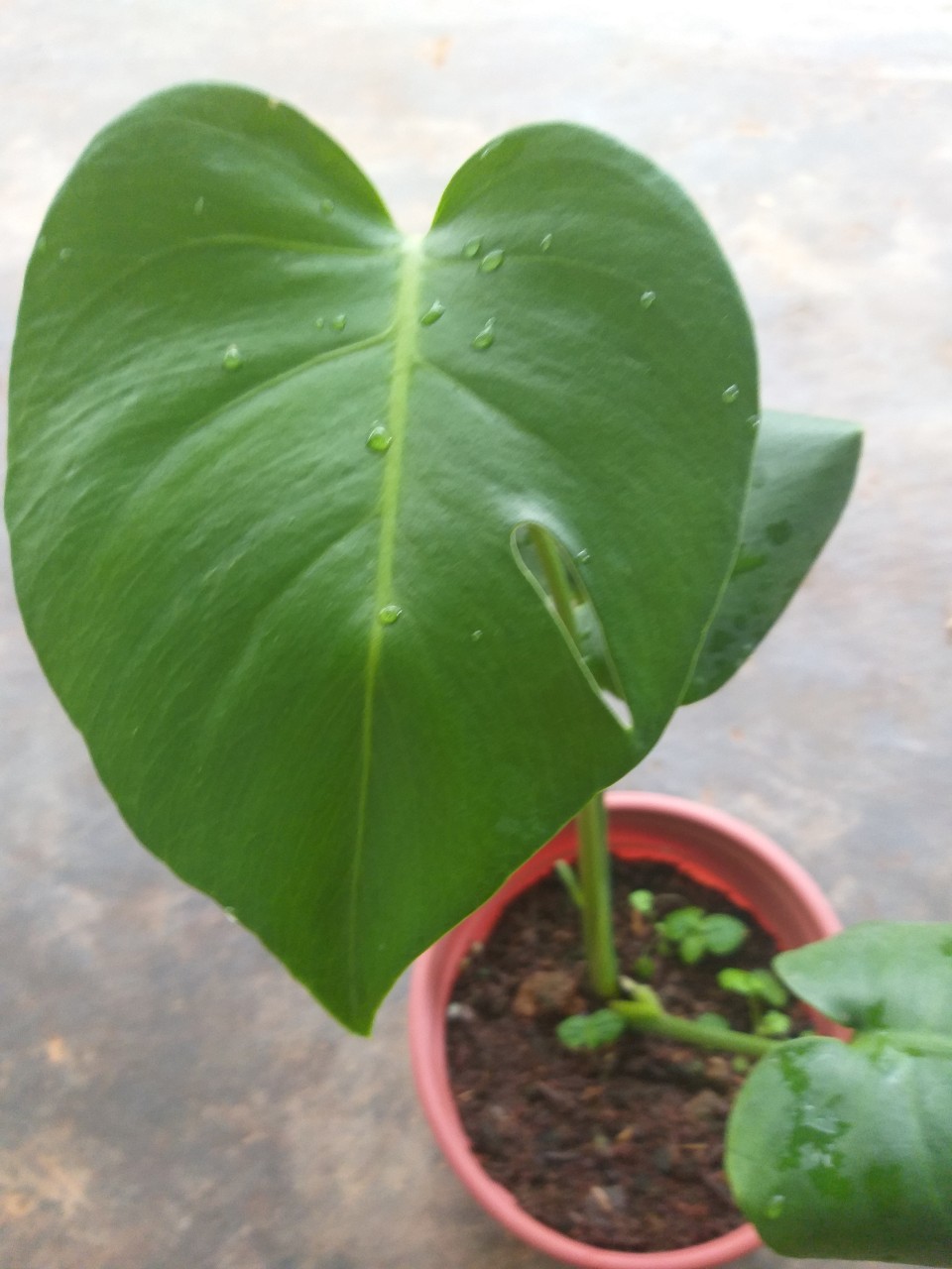 Trầu Bà Lá Xẻ , cây trung, cao 40 đến 50cm , Câychơi lá ưa chuộng đặt trang trí văn phòng, phòng họp, hành lang, trong nhà,... giúp không khí phòng trong lành, không gian xanh mát tạo cảm hứng làm việc