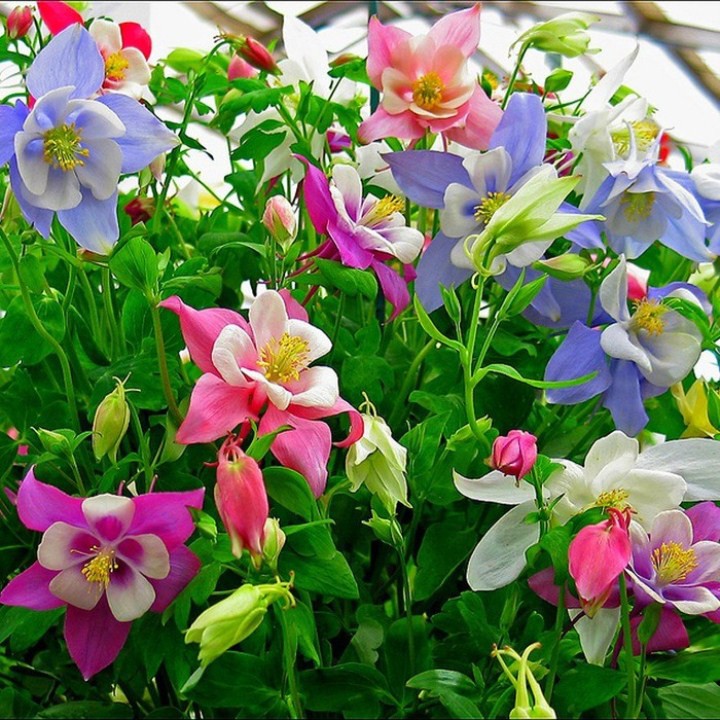 100 hạt giống hoa bồ câu - cỏ bồ câu mix màu