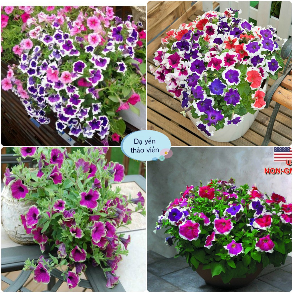 Hạt giống hoa dạ yến thảo viền mix đủ màu ️ gói 400 hạt tặng kèm phân ️
