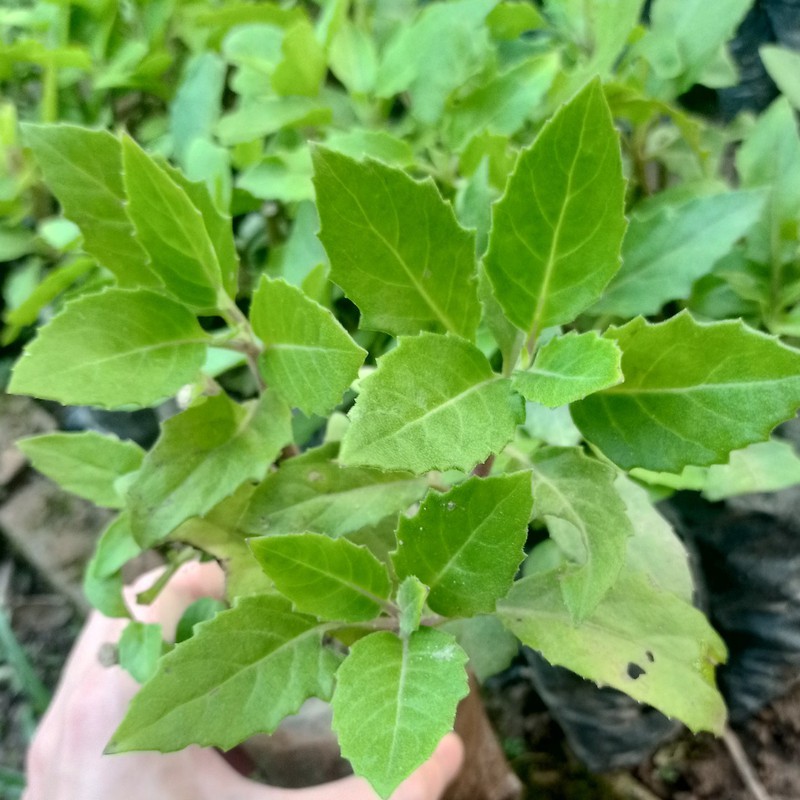 Set 2 bầu 🌱 rau bầu đất 🌱 nấu canh ngon và bổ dưỡng cho mùa hè