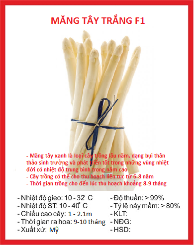 Hạt giống măng tây trắng F1 - Gói 10 hạt