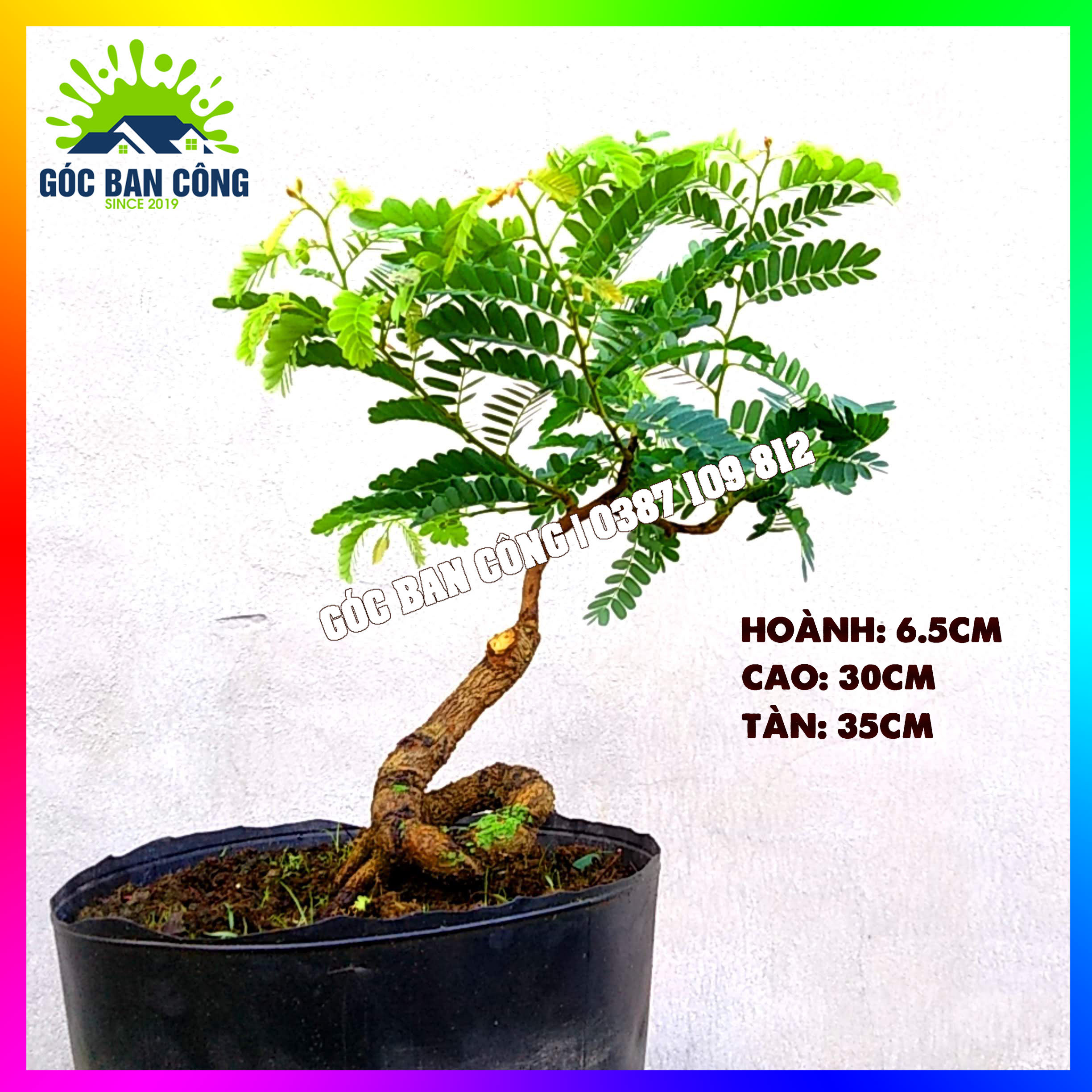 Cây Me Bonsai Mini - MCBS02