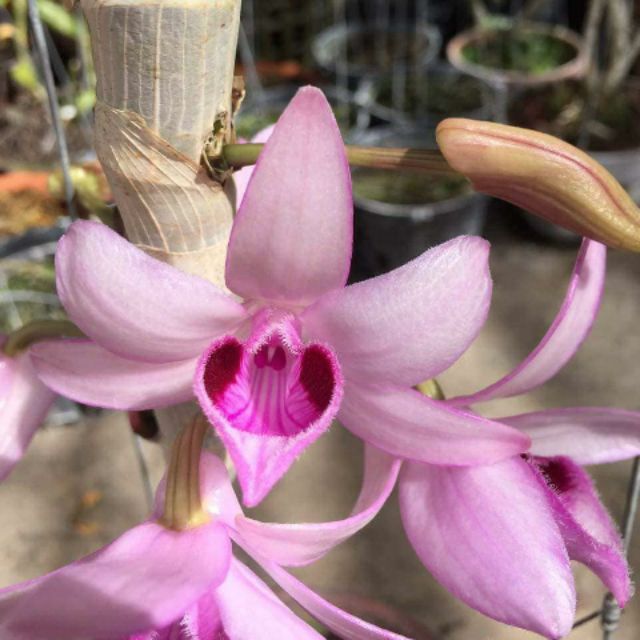 Siêu Phi Điệp Di Linh Tam Bố