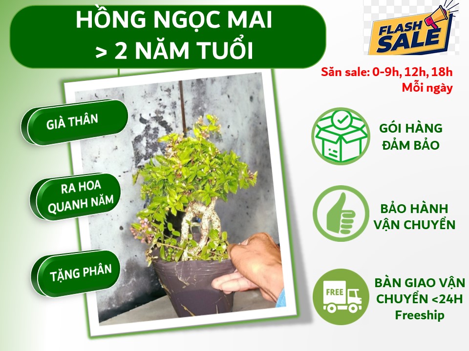 Hồng ngọc mai bonsai size trung TẶNG giá phân tan chậm