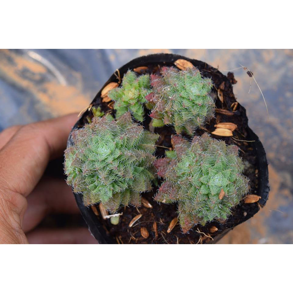 Sen đá sedum lông