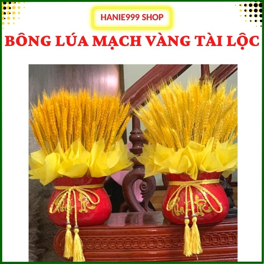 🌾bông lúa mạch vàng khô 999 hot trend tết 2023- bó hoa lúa mạch khô màu vàng - bông hoa lúa mạch trang trí decor phòng siêu xinh- lúa vàng-hanie999 shop