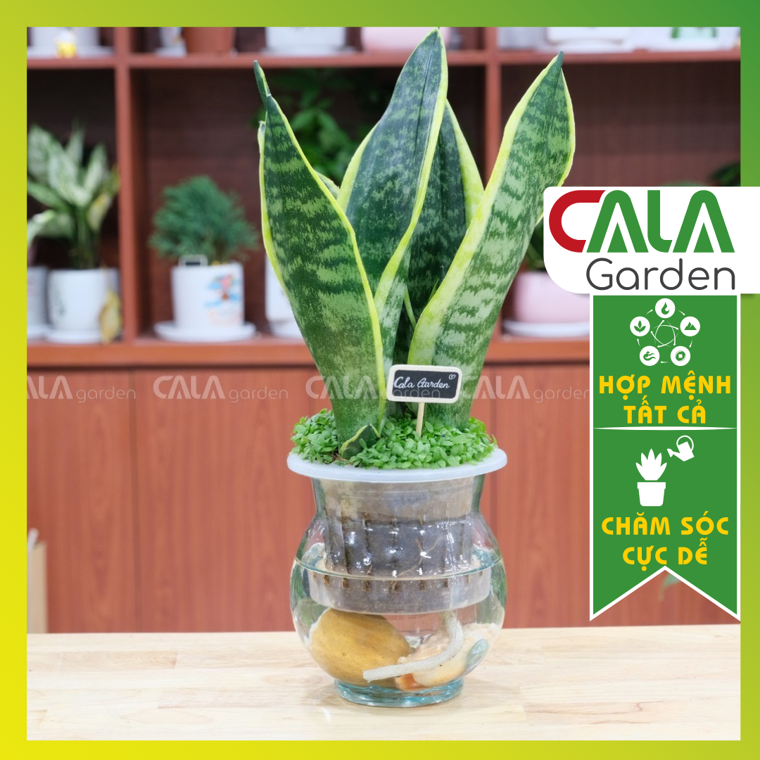 Cây lưỡi hổ thuỷ sinh - cây lưỡi hổ trồng trên nước tặng kèm chậu thuỷ tinh