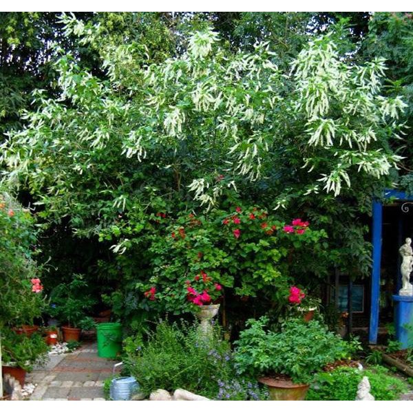 10 hạt giống cây hoa bạch trầm hương đẹp mắt