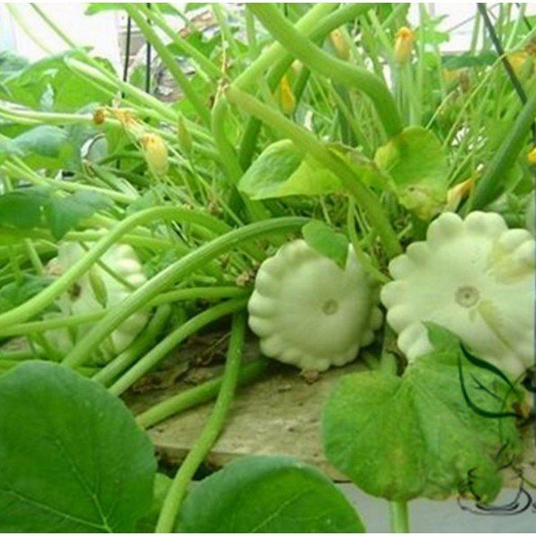 Gói 10 hạt giống bí đĩa bay