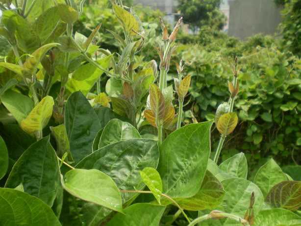 CHẬU CÂY GIỐNG CÂY LÁ MƠ LÔNG TÍM (MƠ LÔNG TAM THỂ LÁ MÀU TÍM)