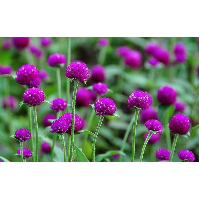 100 Hạt Giống Hoa Cúc Bách Nhật Nhiều Màu