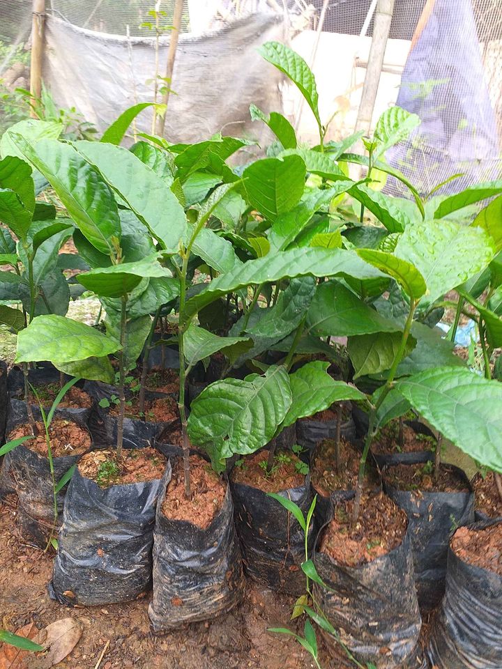 Combo 5 cây chay giống