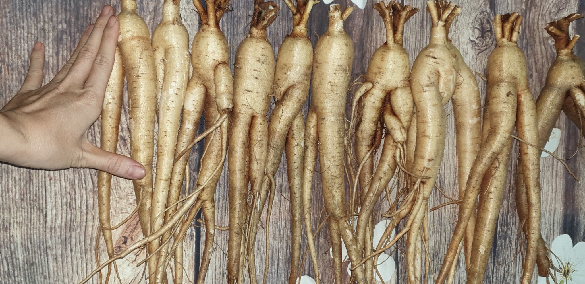 Chuyên cung cấp nhân sâm tươi Hàn Quốc, nhân sâm tươi Bố Chính