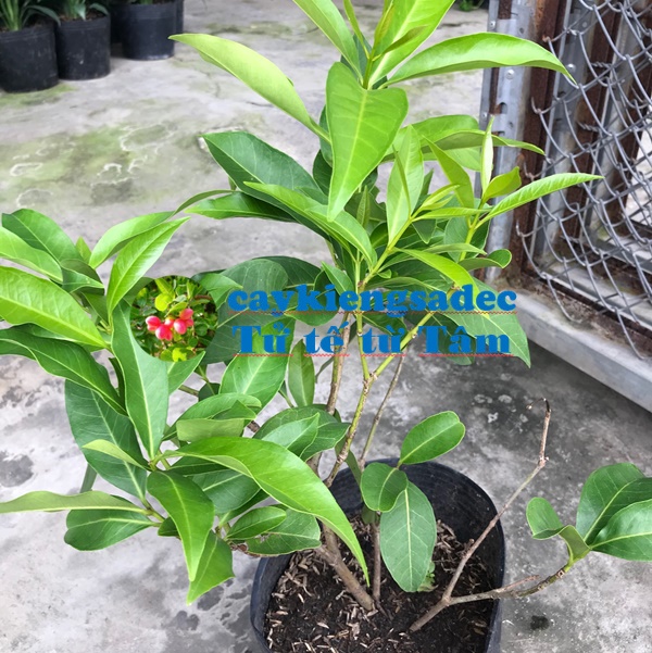 Cây lá vối + tặng phân bón cho cây mau lớn