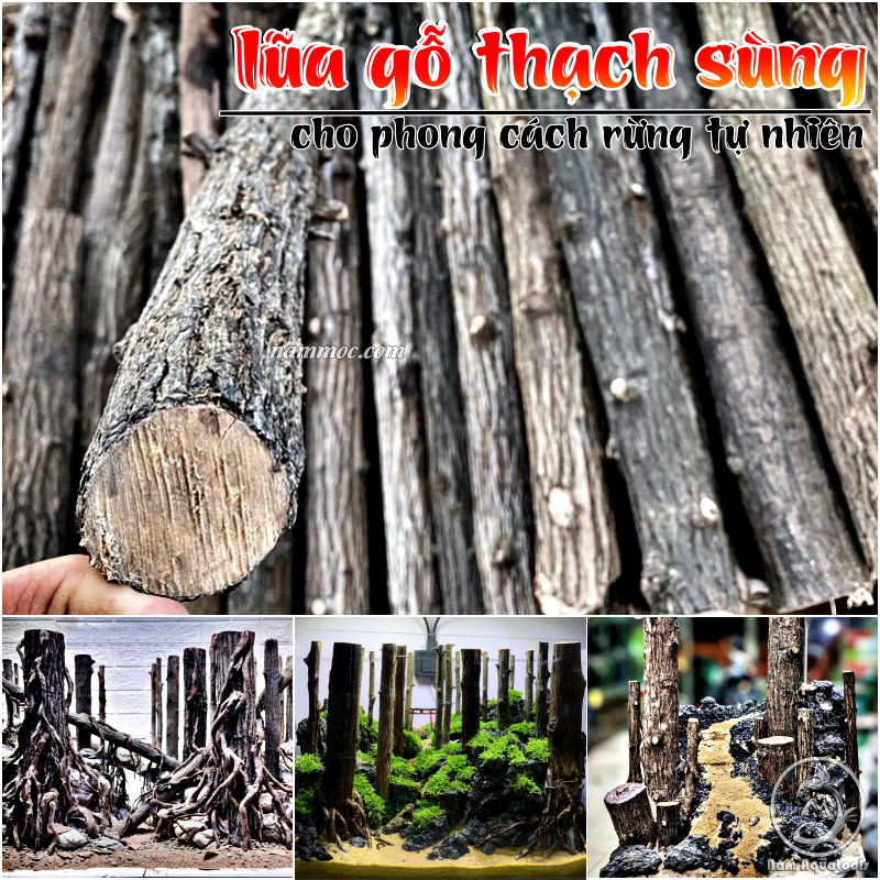 Lũa gỗ thạch sùng | lũa setup layout rừng tự nhiên cho bể thủy sinh