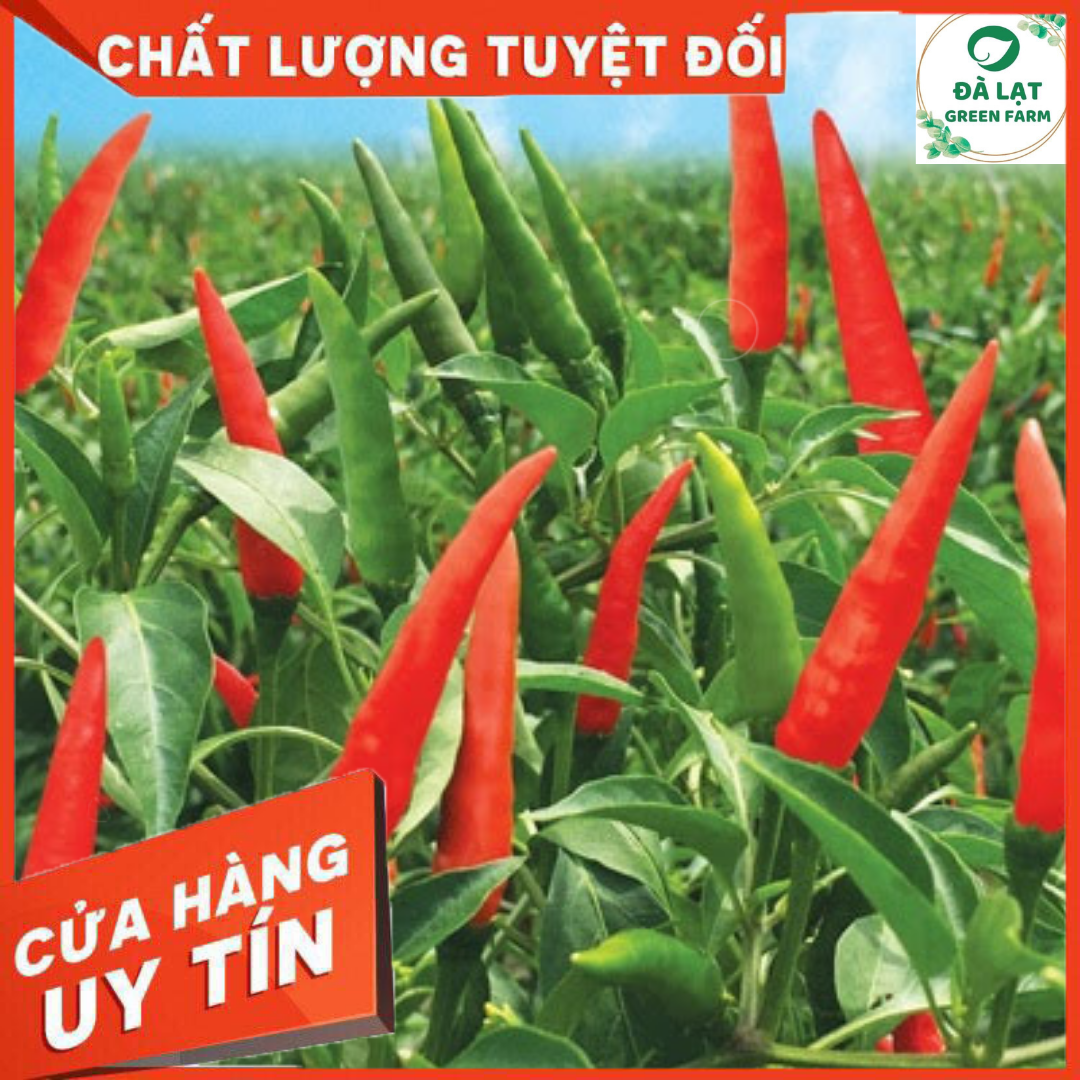 30h_hạt giống ớt hiểm