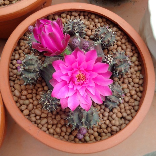 Đất Sét Nung Popper Trồng Sen Đá Bonsai Hàng Thailand