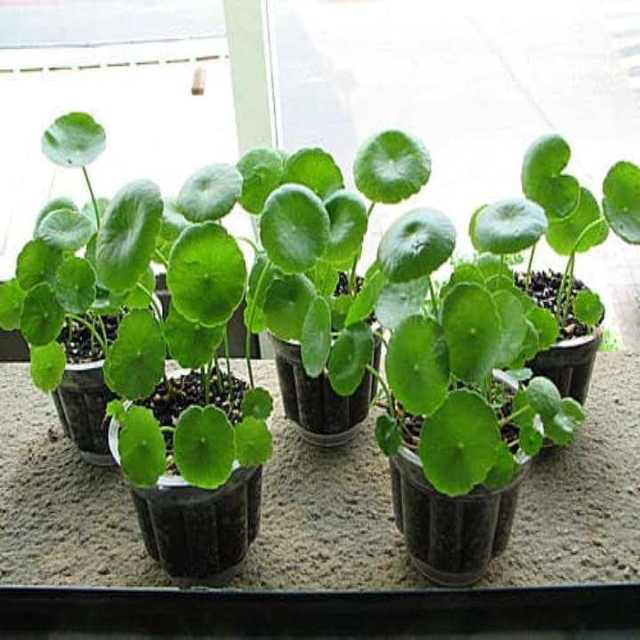 40 Hạt giống cây cỏ kim tiền - hạt giống cỏ đồng tiền