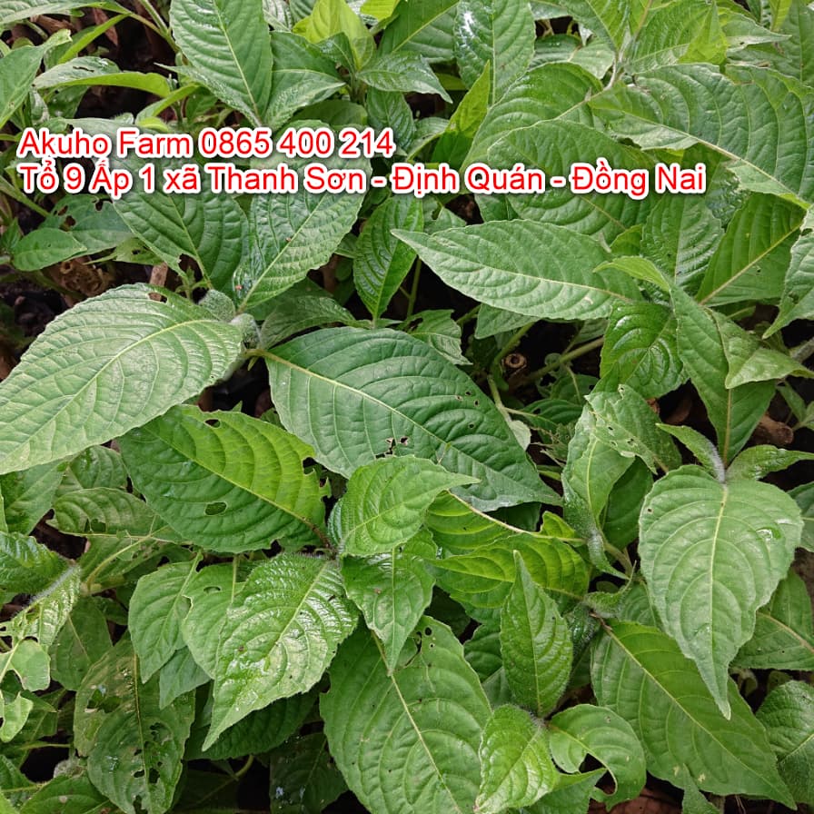 Cây chè khổng lồ ươm sẵn - chè lá lớn - chè đại