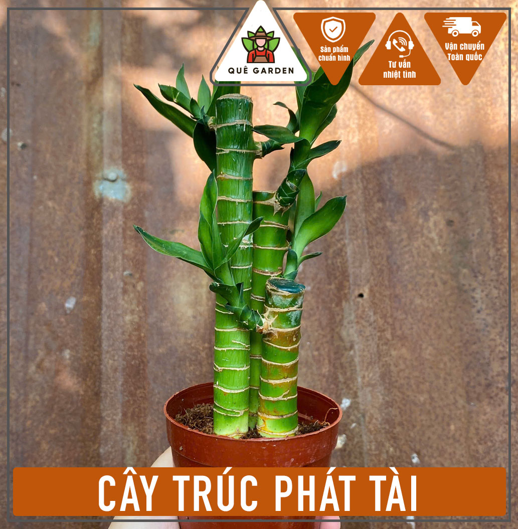 Cây Trúc Phát Tài - Size để bàn - Mang tài lộc!