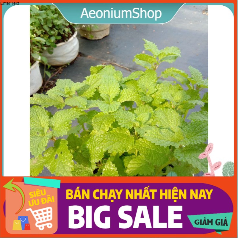 Cây bạc hà sả chanh - lemon balm chậu lớn nhiều nhánh