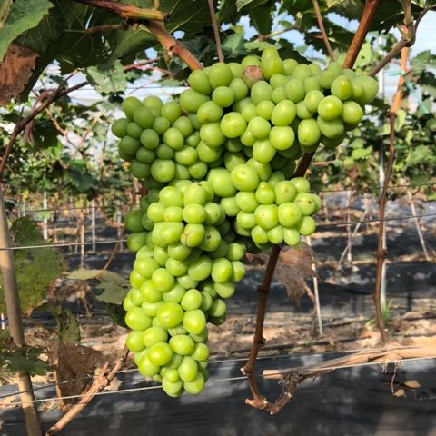 Cây Nho Mẫu Đơn Nhật Shine Muscat