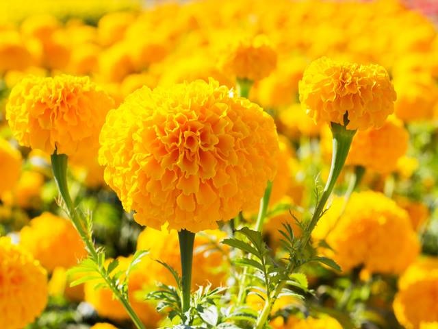 50h_hạt giống hoa cúc vạn thọ mỹ
