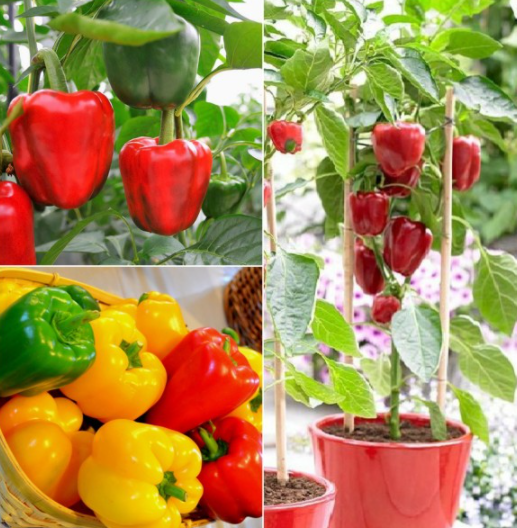 20 hạt Ớt ngọt Ớt chuông Đà lạt