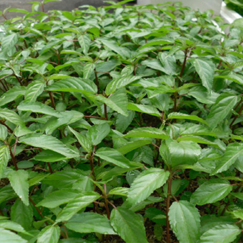 Rau Đay Trắng – Đỏ (20g) Thuận Điền