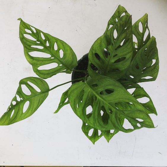 TRẦU BÀ LỔ - CHẦU BÀ LỔ - TRẦU BÀ LỖ