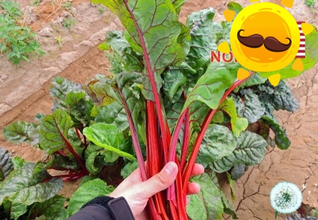 🌱hạt giống cải cầu vồng đỏ🌱- 3 gr/ 1 gói - tỉ lệ nảy mầm cao dễ trồng