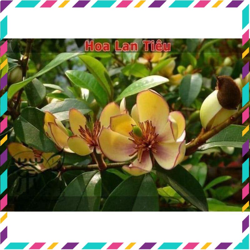 Hoa Lan tiêu thơm nức mũi