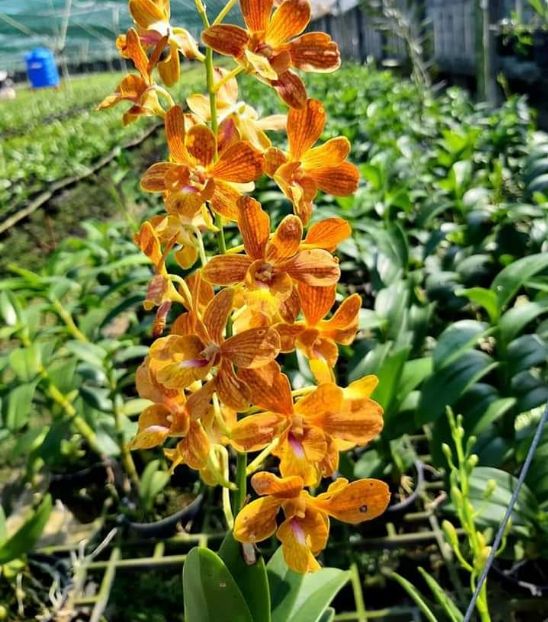 Hoa Lan denro pencam hoa thơm cây sắp hoa