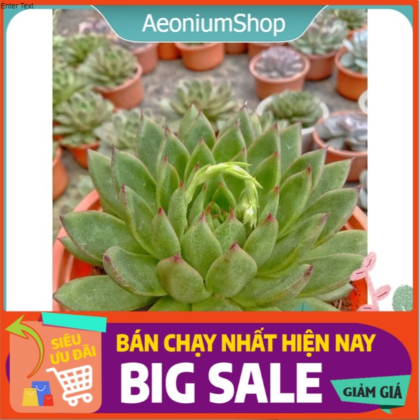 Sen đá đế vương đỏ size lớn, xuất xứ đà lạt, lỗi 1 đổi 1 ❣️