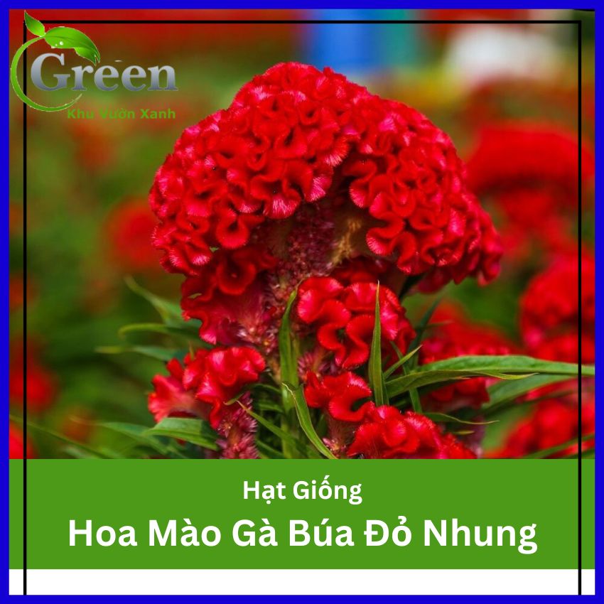 Hạt Giống Hoa Mào Gà Búa Đỏ Nhung