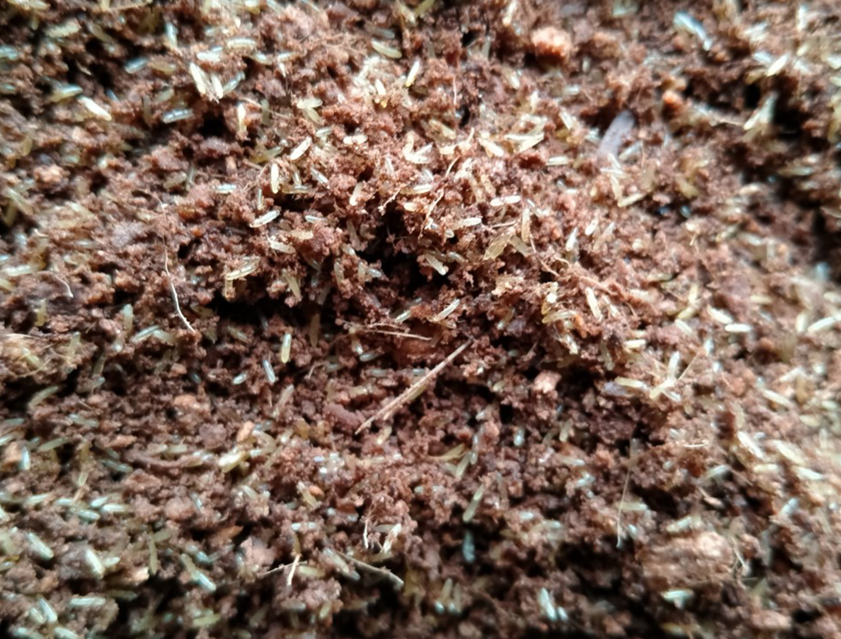 Sản phẩm giống trứng dế chất lượng 2 khay nhỏ