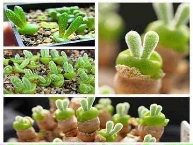 Hạt giống cây tai thỏ