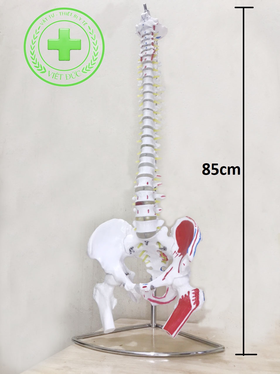 Mô hình xương cột sống 85 cm