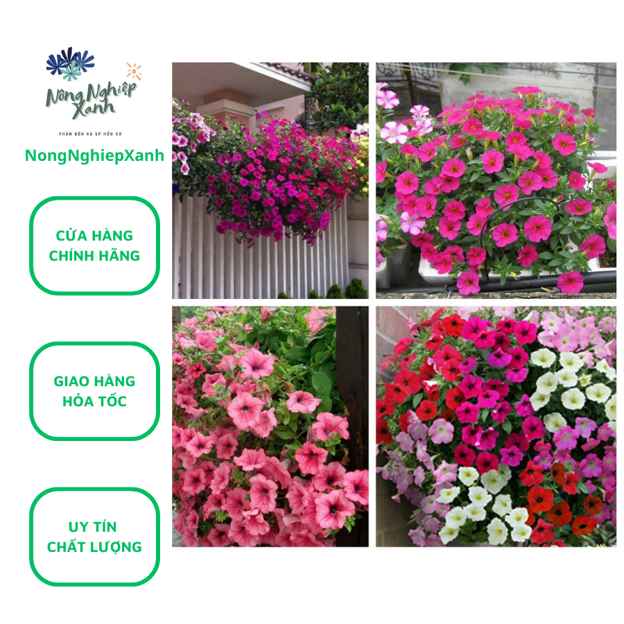 Bộ 5 gói Hạt Giống Dạ Yến Thảo Mix Nhiều Màu hat giong sach thuy canh hat giong hoa dep da yen thao