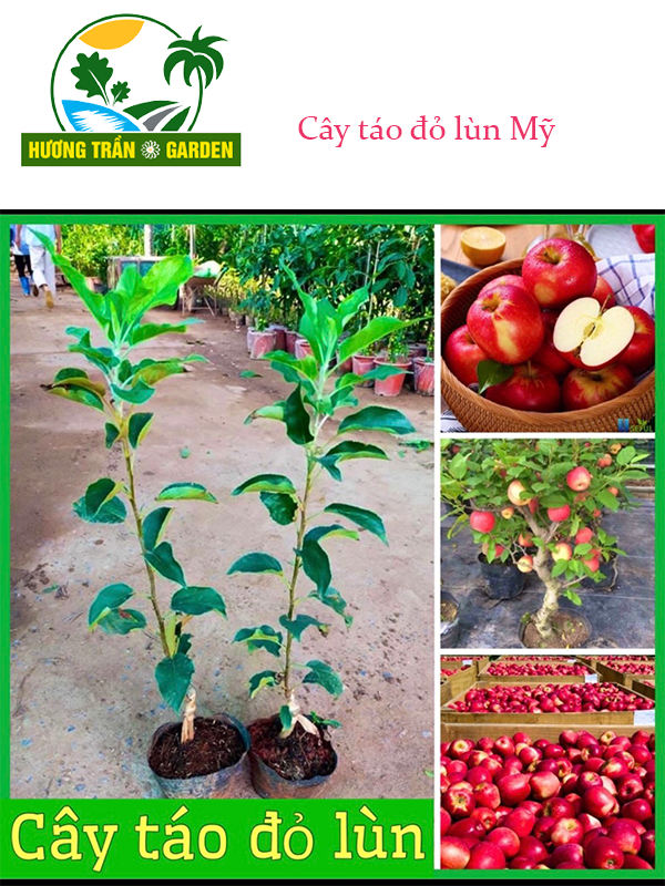 Cây Táo Mỹ Đỏ