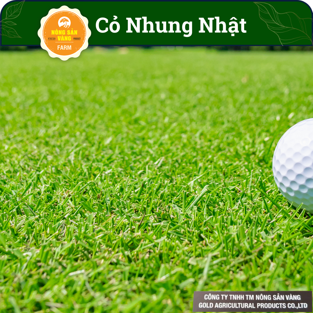 Hạt Giống Cỏ Sân Golf (Cỏ Nhung Nhật) Tỉ Lệ Nảy Mầm Cao, Sinh Trưởng Và Phát Triển Khỏe, Năng Suất Cao (Gói 10gram) - Nông Sản Vàng