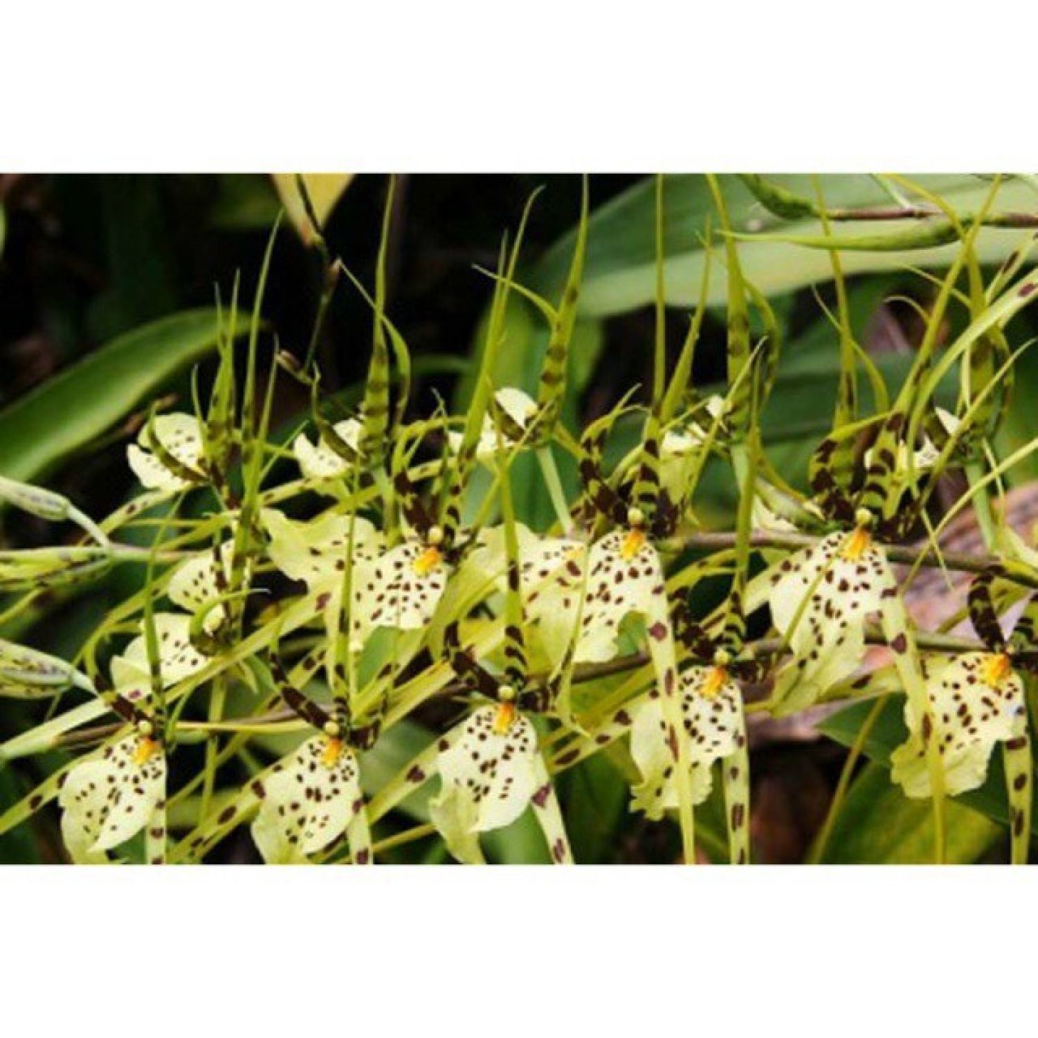 Vũ nữ Râu Mực
