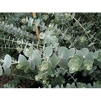 Gói 5 hạt giống cây lá bạc Silver Dollar baby blue lá to