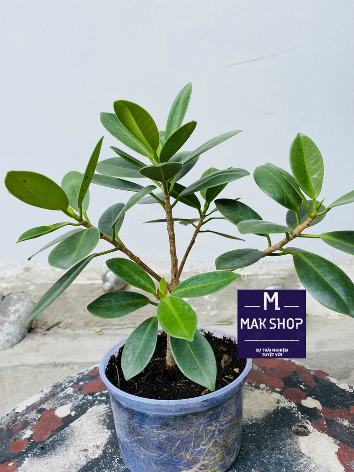 Cây da nhật, cây vạn phát gia hay cây đa nhật size mini , làm bonsai, trang trí bàn làm việc, tiểu cảnh, hòn non bộ